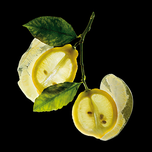 Organic Lemon 100%