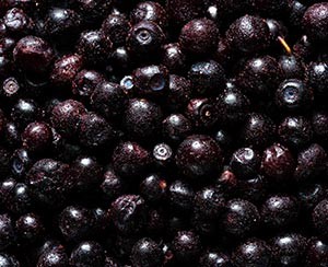 IQF Frozen fruit Wild Blueberries ponthier