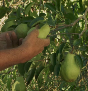 poire