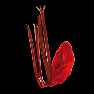 purée coulis Rhubarbe Rouge Frambosa