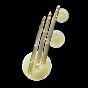 purée coulis White Asparagus 100%