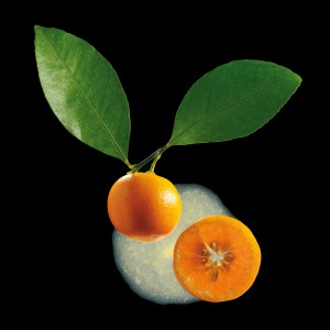 Calamondin Kalamansi 100%