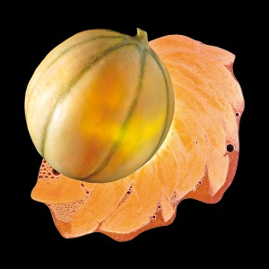 purée coulis Melone aus Quercy (g.g.A) 100%