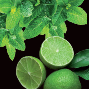 Mojito (Basis)