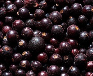 IQF Frozen fruit Blackcurrants ponthier