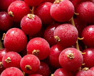 IQF Frozen fruit Redcurrants (Bunches) ponthier